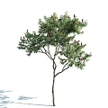 Tall Deciduous Tree With Lush Green Leaves And Red Blossoms In Natural Habitat