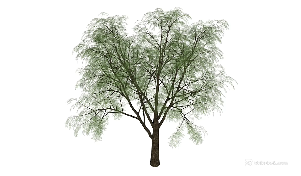 Graceful Tree With Slender Branches Green Leaves Dark Trunk And Spreading Canopy 3d model 
