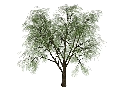 Graceful Tree With Slender Branches Green Leaves Dark Trunk And Spreading Canopy 3d model