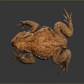 Orange Red Spotted Toad Standing With Reflection On Dark Smooth Surface 3d model