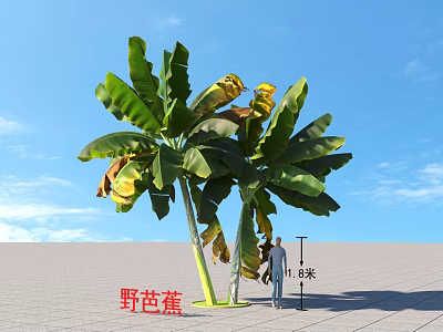 Wild Banana Trees 3 Meters Tall With Large Green Leaves Yellow Tips Against Blue Sky 3d model