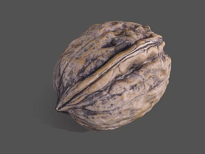Fresh Whole Walnut With Natural Textured Shell On Gray Background 3d model