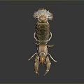 Vibrant Mantis Shrimp With Orange Claws And Green Exoskeleton On Dark Background