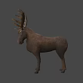 Realistic Moose With Large Antlers Brown Body Standing On Light Background