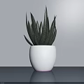 Minimalist Potted Succulent Plant With White Pot And Long Green Speckled Leaves On Blue Tabletop