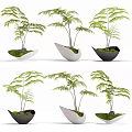 Bonsai Potted Plants with Green Leafy Foliage in Unique Shaped Ceramic Pots