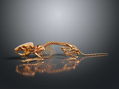 Golden Lizard Skeleton with Detailed Skeletal Structure and Reflection on Dark Background 3d model