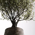 Potted Olive Tree Bonsai with Double Trunk and Lush Green Foliage in Clay Planter