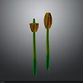 Green Stem Plants With Long Stems And Orange Spotted Tops In Grey Background