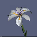 Beautiful White Flower With Purple And Yellow Stamens Green Stem And Leaves On Purple Background