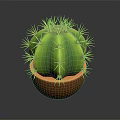 Healthy Green Spherical Cactus Plant with Sharp Thorns in Brown Ceramic Pot