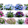 Vibrant Hydrangeas and Mixed Flowers in Various Colors for Garden Decoration