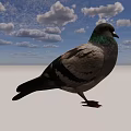 Gray Pigeon With Green Iridescent Feathers Standing On White Surface