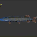 Slender Fish With Brown And Red Fins On Gray Background With Reflection