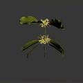 Vibrant Plant with Green Leaves and Yellow Flowers Isolated on Dark Background