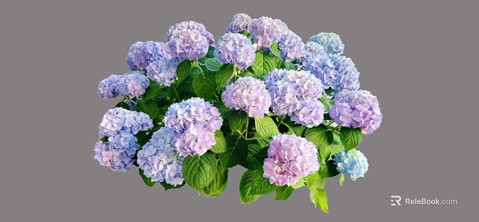 Blooming Purple and Blue Hydrangea Flowers With Green Leaves in Garden 3d model 