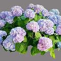 Blooming Purple and Blue Hydrangea Flowers With Green Leaves in Garden