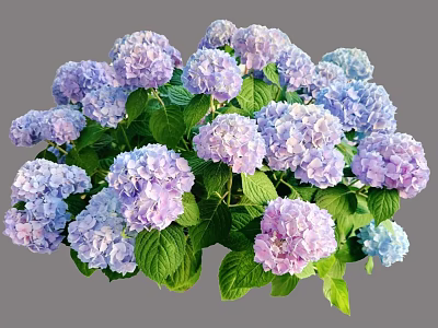 Blooming Purple and Blue Hydrangea Flowers With Green Leaves in Garden 3d model