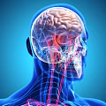 Medical Device for 3D Visualization of Human Head Neck Anatomy Brain Bones and Blood Vessels