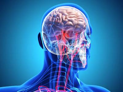 Medical Device for 3D Visualization of Human Head Neck Anatomy Brain Bones and Blood Vessels 3d model