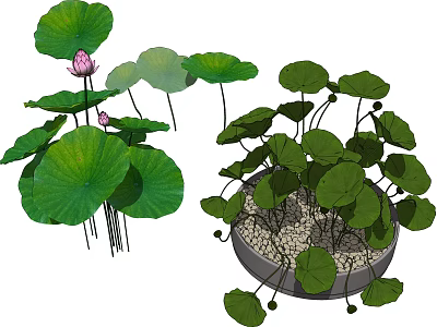 Bonsai Potted Lotus Plant with Green Leaves and Pink Flowers 3d model