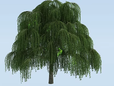 Weeping Willow Tree With Long Hanging Branches And Lush Green Foliage In Outdoor Scene 3d model