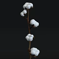 Shrub With White Cotton Like Blooms On Branches Against Light Gray Background