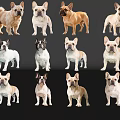 Multiple French Bulldogs In Various Colors Standing On Black Background With Reflections