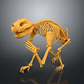 Detailed Animal Skeleton 3D Model Showing Bone Structure And Organ Anatomy