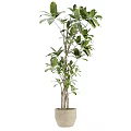 Green Leafy Bonsai Potted Plant With Multiple Branches In Ceramic Pot For Indoor Decor