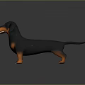 Realistic 3D Dachshund Dog Model In Black And Orange Standing Pose On Gray Background