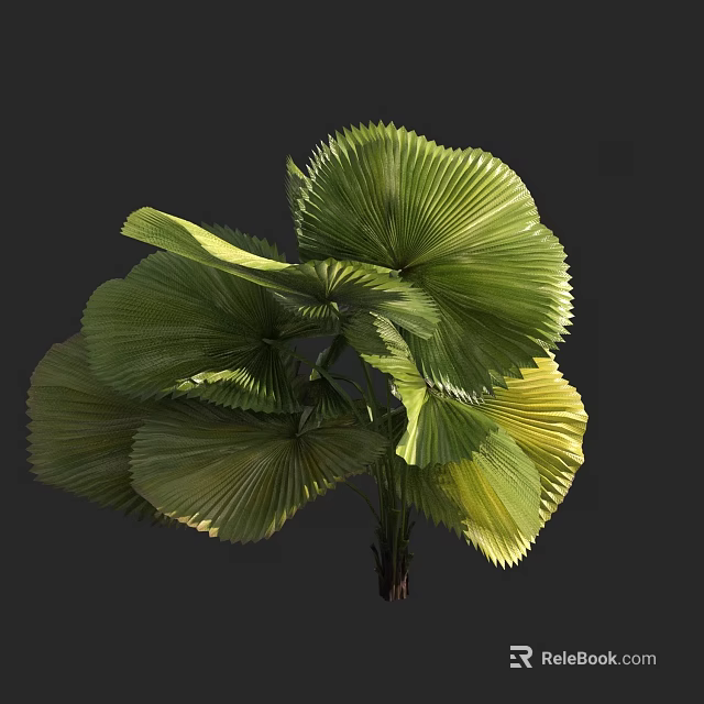 Large Fan Shaped Leaf Tree with Lush Green and Yellow Foliage 3d model 