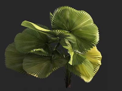Large Fan Shaped Leaf Tree with Lush Green and Yellow Foliage 3d model