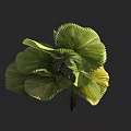 Large Fan Shaped Leaf Tree with Lush Green and Yellow Foliage