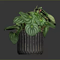 Lush Green Plant with Striped Leaves in Decorative Black Pot for Indoor Decor