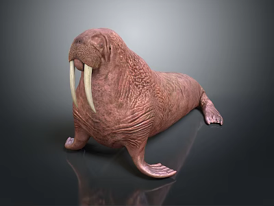 Realistic Walrus Model With Large Tusks And Detailed Body Texture On Black Surface 3d model