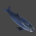 Cute Gray Dolphin Swimming Gracefully In Calm Water Environment