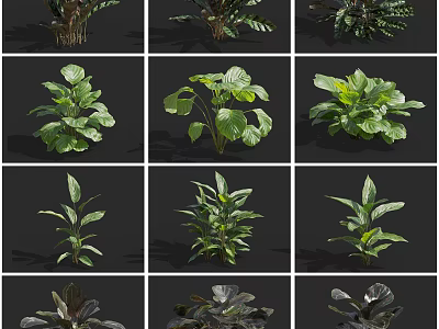 Various Types of Indoor Green Houseplants with Lush Foliage and Different Leaf Shapes 3d model