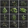 Various Types of Indoor Green Houseplants with Lush Foliage and Different Leaf Shapes