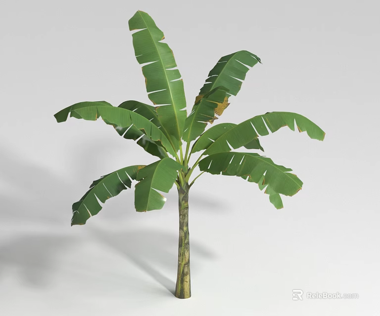 Decorative Green Shrub With Large Leaves And Brown Trunk On White Background 3d model 