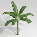 Decorative Green Shrub With Large Leaves And Brown Trunk On White Background