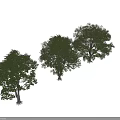 Three Green Trees With Slender Trunks And Lush Dense Canopies 3d model