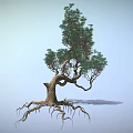 Tall Tree With Exposed Roots Twisted Trunk And Green Foliage In Light Blue Sky