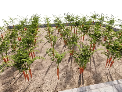 Organic Carrot Vegetables Growing in Garden Soil with Fresh Green Leaves 3d model