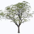 Tall Arbor With Lush Green Foliage And Thick Trunk In Natural Growth