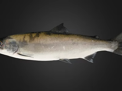 Whole Silver Gray Fish With Dark Spots On Dark Background Shown Clearly 3d model