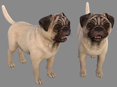 Modern Dog Pug 3d model