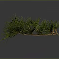 Green Pine Branch With Fresh Needles Brown Stem And Reflection On Dark Background 3d model