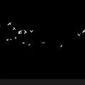Flock of White Birds Flying Against Dark Black Background in Sky