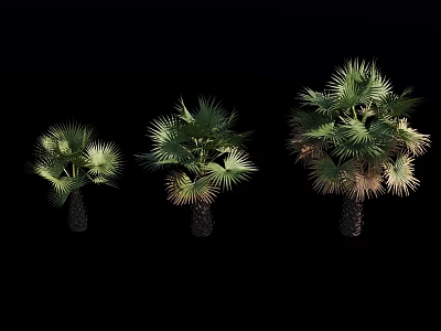 Three Different Sizes Palm Trees With Green Leaves Isolated On Black Background 3d model